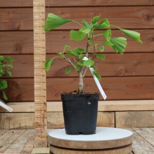 Ginkgo biloba - Arbre au 40 écus n°04