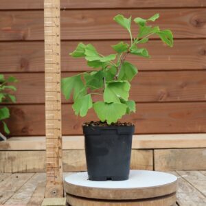 Ginkgo biloba - Arbre au 40 écus n°05