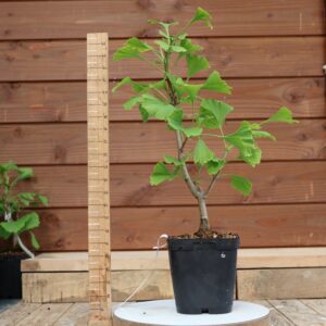 Ginkgo biloba - Arbre au 40 écus n°06