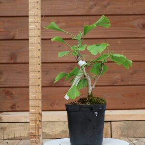Ginkgo biloba - Arbre au 40 écus n°07