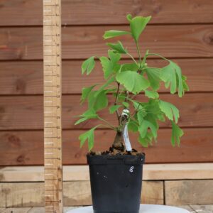 Ginkgo biloba - Arbre au 40 écus n°08