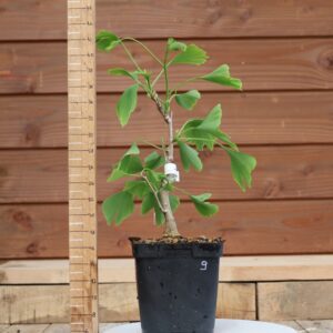 Ginkgo biloba - Arbre au 40 écus n°09
