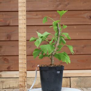 Ginkgo biloba - Arbre au 40 écus n°10