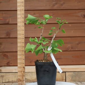 Ginkgo biloba - Arbre au 40 écus n°11