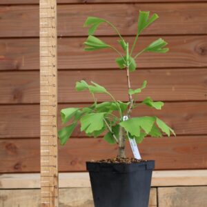 Ginkgo biloba - Arbre au 40 écus n°12