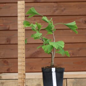 Ginkgo biloba - Arbre au 40 écus n°13