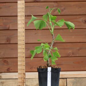 Ginkgo biloba - Arbre au 40 écus n°14