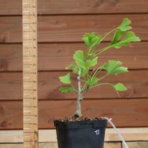 Ginkgo biloba - Arbre au 40 écus n°15