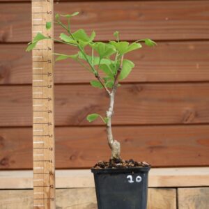 Ginkgo biloba - Arbre au 40 écus n°20