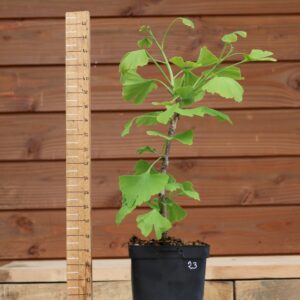 Ginkgo biloba - Arbre au 40 écus n°23