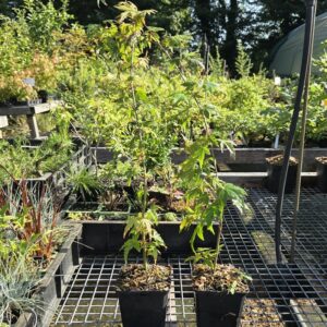 Acer palmatum 'Arakawa' G9- Semis Erable japonais à écorce liégeuse
