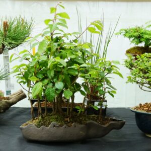 Carpinus coreana "Arche aux arbres" - Charmes