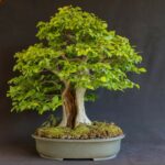 Carpinus coreana.02