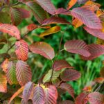 Carpinus coreana.05