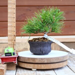 Pinus mugo 'Pumilio' n°8 - Pin de montagne 'Pumilio'