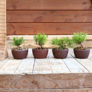 Pinus mugo 'Pumilio' - pot rond japonais