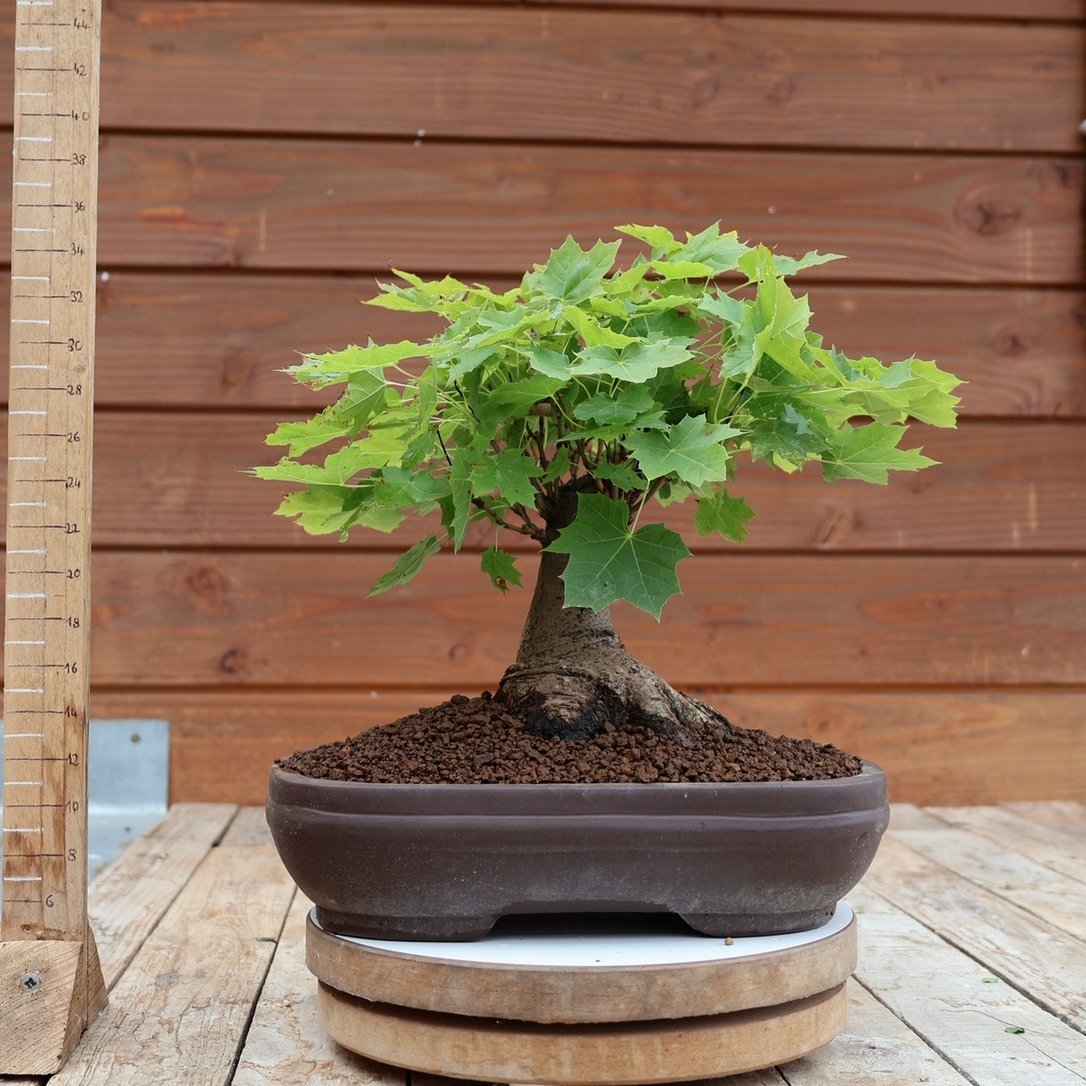 Acer platanoides 01