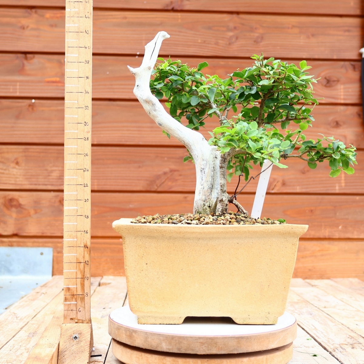 Ligustrum jonandrum n°01