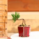 Pinus mugo 'Pumilio' - Shito