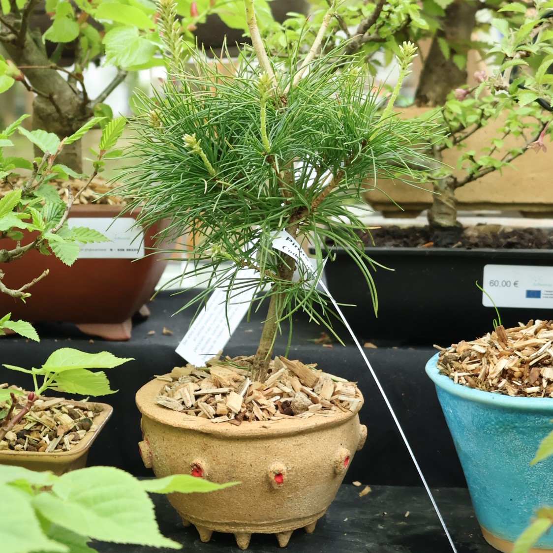 Pinus parviflora
