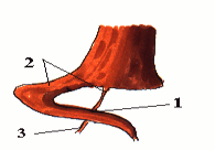 Image2