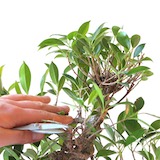 defoliation-02-top