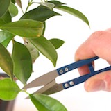 defoliation-04-prune-closeup