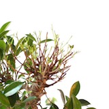defoliation-05-top-done