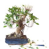 defoliation-06-tree