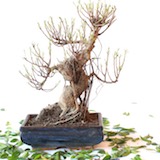 defoliation-07-tee-done
