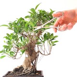 pruning-02-ficus (1)