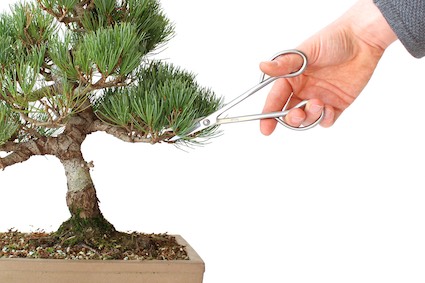 pruning-05-pine-wrong