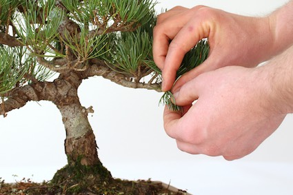 pruning-06-pine-pinching